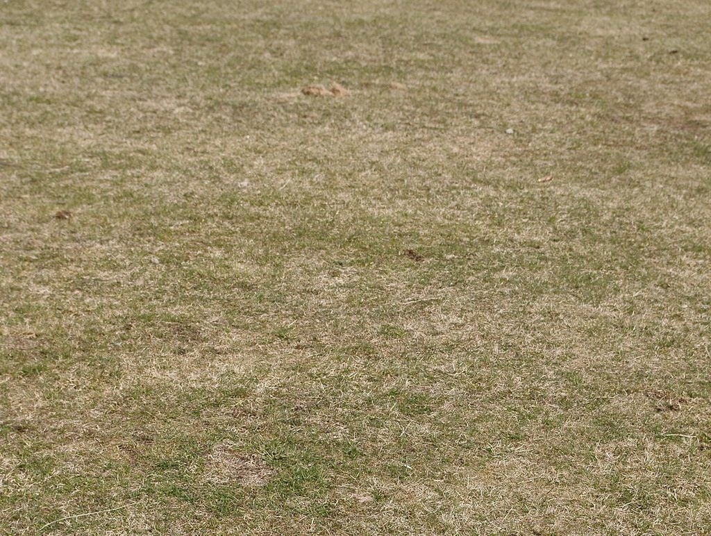 How to Care For Your DroughtStressed Lawn